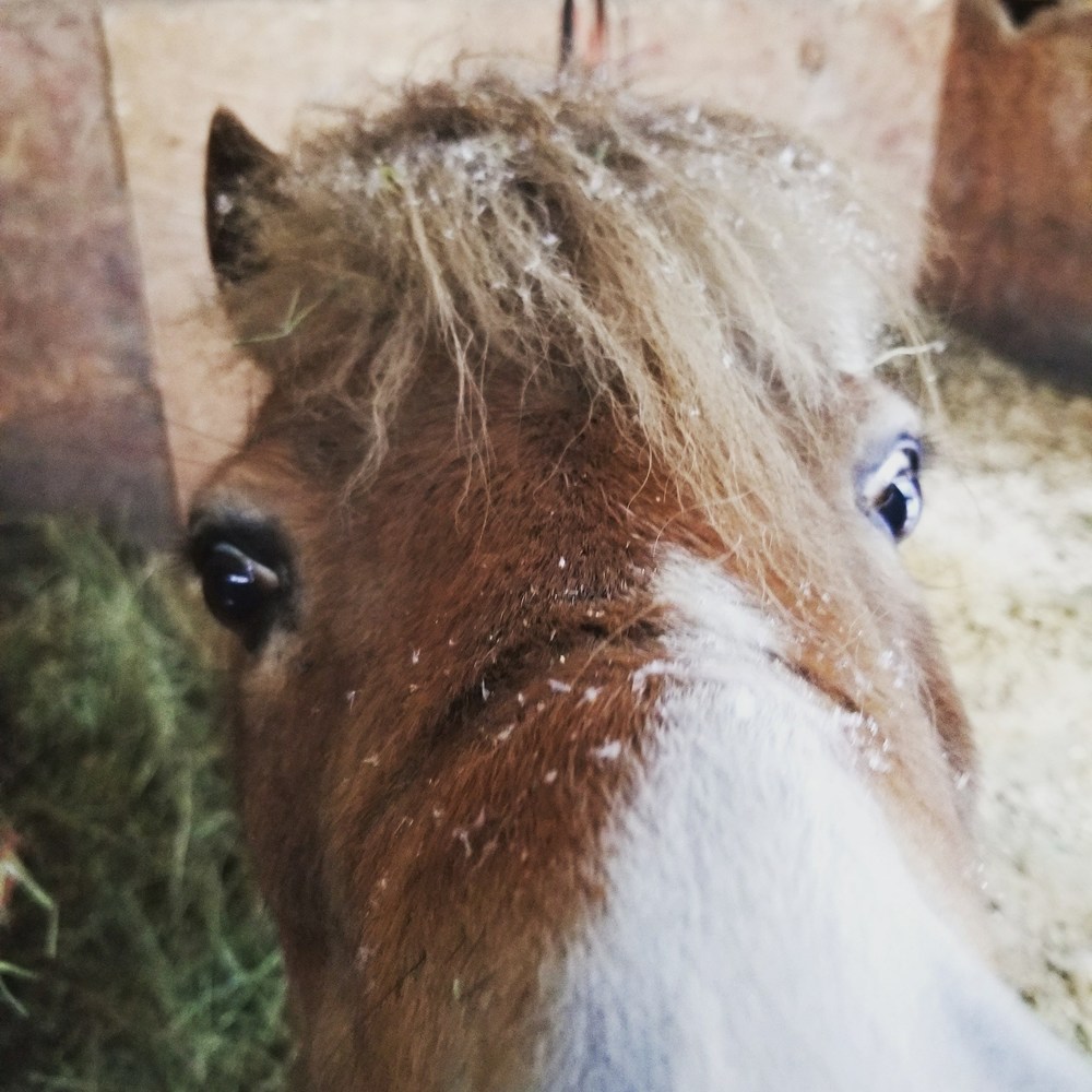 Meet your Posher, Katie